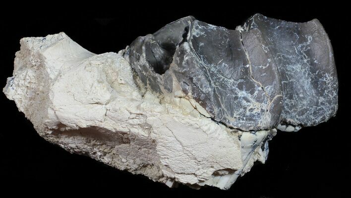 Fossil Brontotherium (Titanothere) Molar - South Dakota #50802